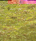 HR